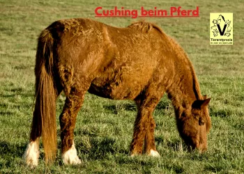 PPID – Dysfunktion der Pars intermedia der Hypophyse