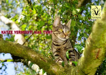Was tun, wenn die Katze verschwunden ist?