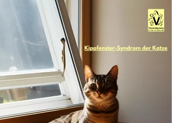 Kippfenster-Syndrom der Katze