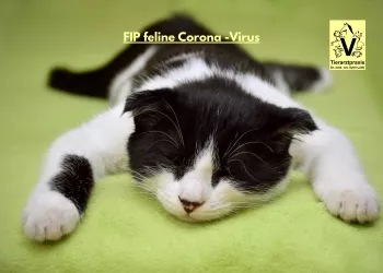 FIP - wenn die Katze am Corona Virus erkrankt
