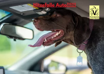 Kann Ihr Auto zur Hitzefalle werden?