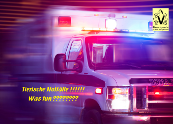 Tiersiche Notfälle Tiersiche Notfälle